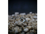 Héphaïstos Stones Collection