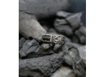 Geologic Stones Collection