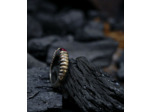 Geologic Stones Collection