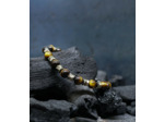 Collection Mineral Pearls